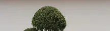Bonsai Tweezers Joshua Roth 8 Angle Point