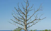 Genesis-GPS080-Corner-Palm-Sander-Grey-10.jpg