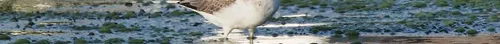HSS 1932 MT2 Taper Shank Drill-USA