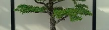 Bonsai Tweezers Joshua Roth 8 Angle Point by Joshua Roth