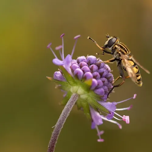 DEWALT DW5804 12-Inch by 16-Inch by 21-12-Inch 2-Cutter SDS Max Rotary Hammer Bit
