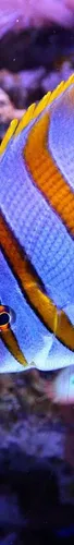 Hakko CHP 7-SA Stainless Steel Non-Magnetic Precision Tweezers with Very-Fine Point Curved Tips 4-12 Length