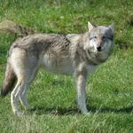WOLF-Garten-3226004-Push-Pull-Weeder-1.jpg