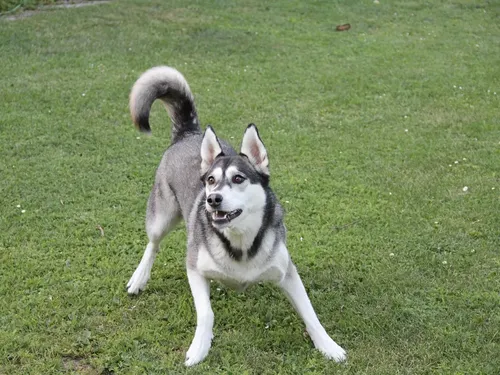 Husky 2 in Brad Nailer