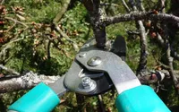 DERIO-8-High-Carbon-Steel-Straight-Snips-Flowers-Scissors-Micro-Tip-Pruning-Shears-Hand-Pruners-Secateurs-Gardening-Household-Scissors-Black-Handles-36.jpg