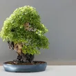 2 Pcs Bon-sai or Bud Trimmer Trim Small Leaves and Flowers