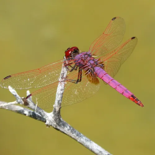 Cutter - SODIALR Cutting Tool Glass Plastic Tubing Tube Pipe Cutter Cutting Max 60mm Diameter Silver
